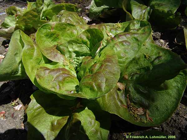 Lactuca sativa