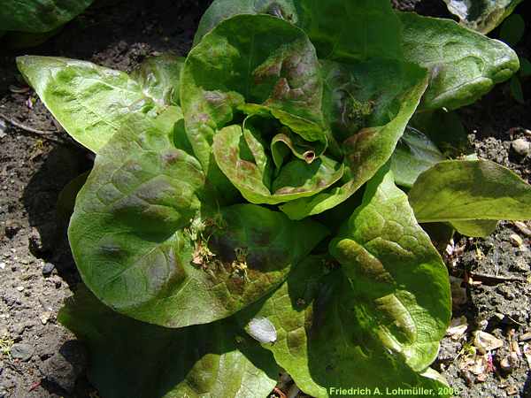 Lactuca sativa