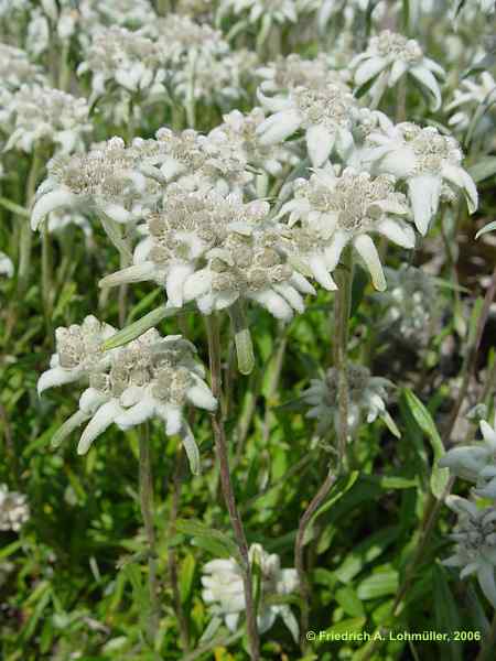 Leontopodium alpinum