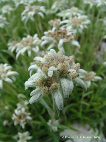 Leontopodium alpinum