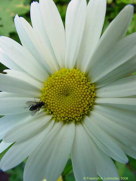 Leucanthemum