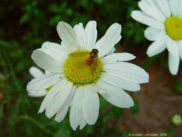 Leucanthemum