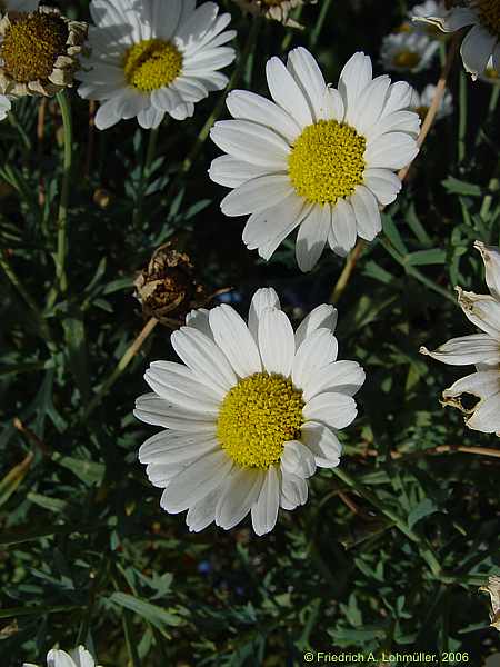 Leucanthemum