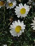 Leucanthemum vulgare