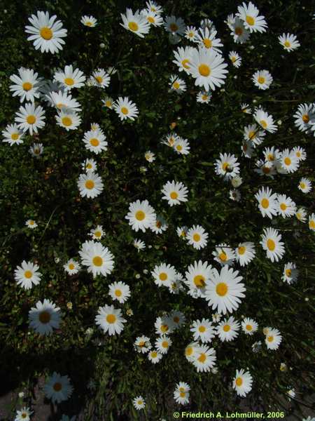 Leucanthemum