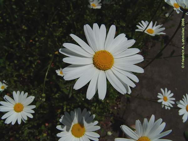 Leucanthemum vulgare