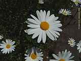 Leucanthemum vulgare