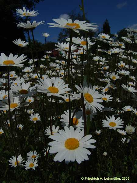 Leucanthemum