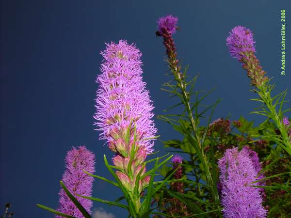 Liatris spicata