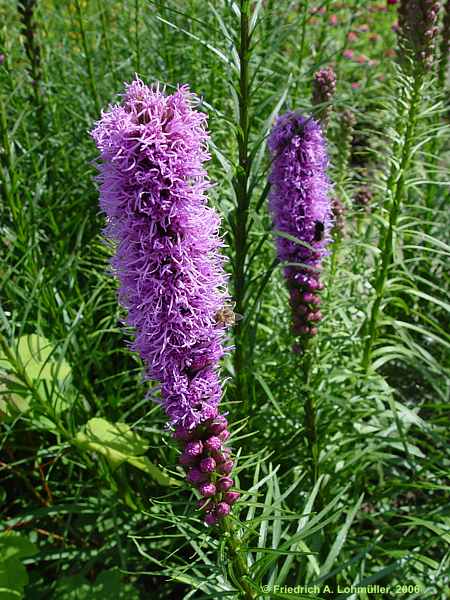 Liatris spicata