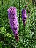 Liatris spicata