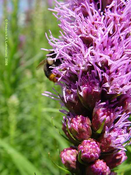 Liatris spicata