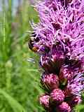 Liatris spicata