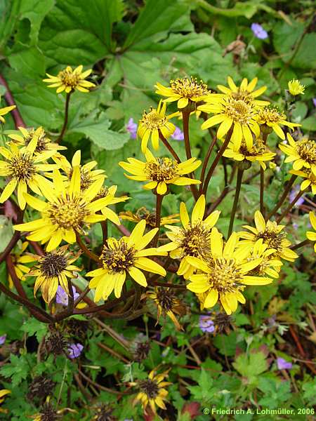 Ligularia dentata