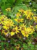 Ligularia