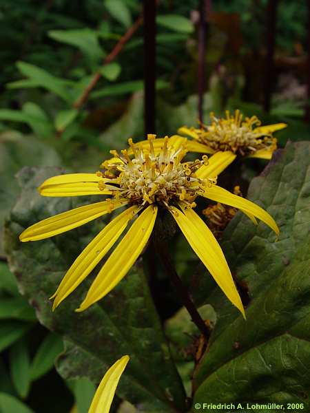 Ligularia dentata