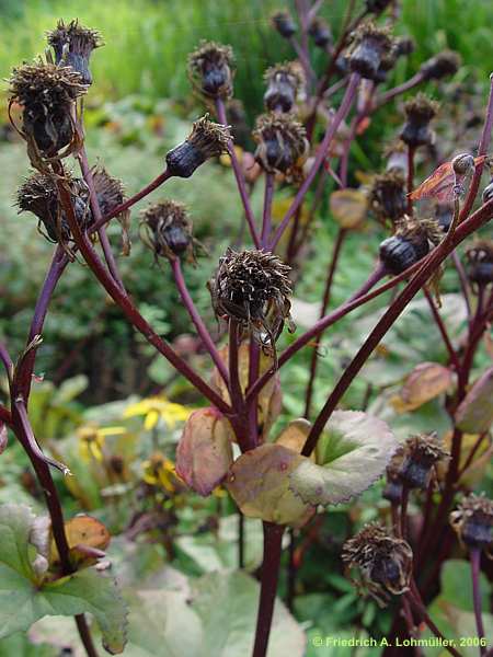 Ligularia dentata