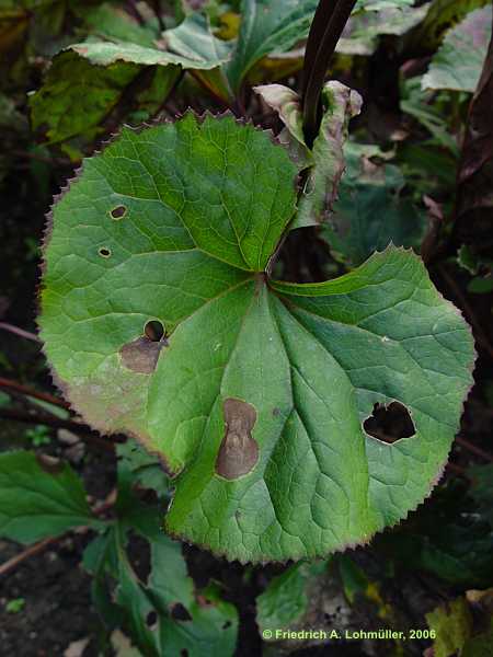 Ligularia dentata