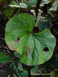 Ligularia dentata