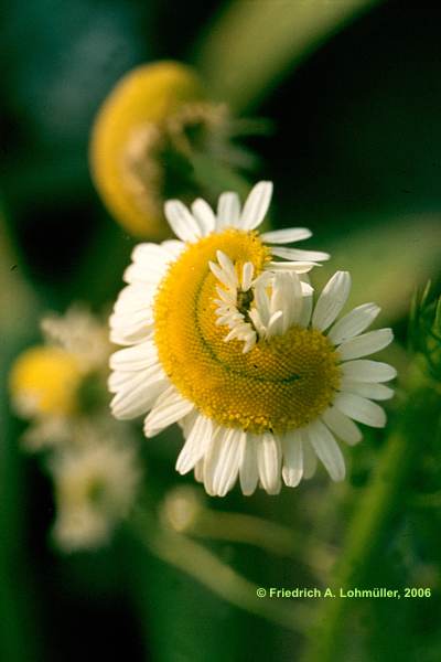 Matricaria recutita