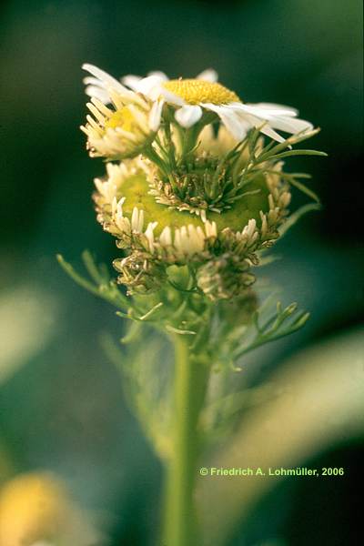 Matricaria recutita