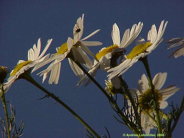 Matricaria recutita