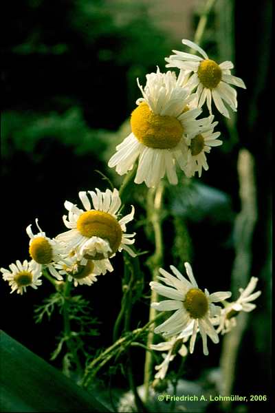 Matricaria recutita