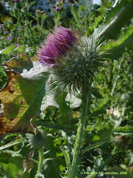 Onopordum acanthium