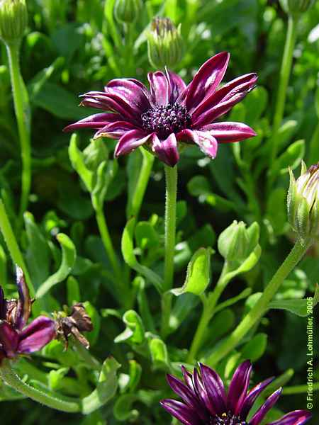 Osteospermum ecklonis