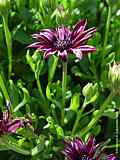 Osteospermum ecklonis