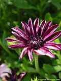 Osteospermum ecklonis