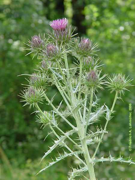 Ptilostemon cf. hispanicus