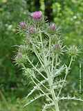 Ptilostemon cf. hispanicus