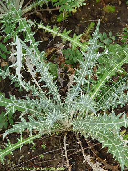 Ptilostemon cf. hispanicus