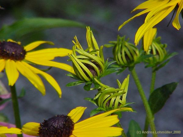 Rudbeckia fulgida