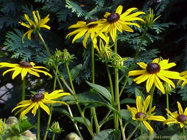 Rudbeckia fulgida