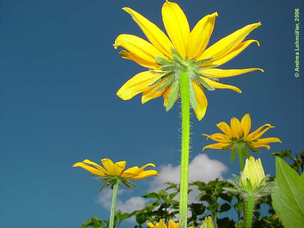 Rudbeckia fulgida