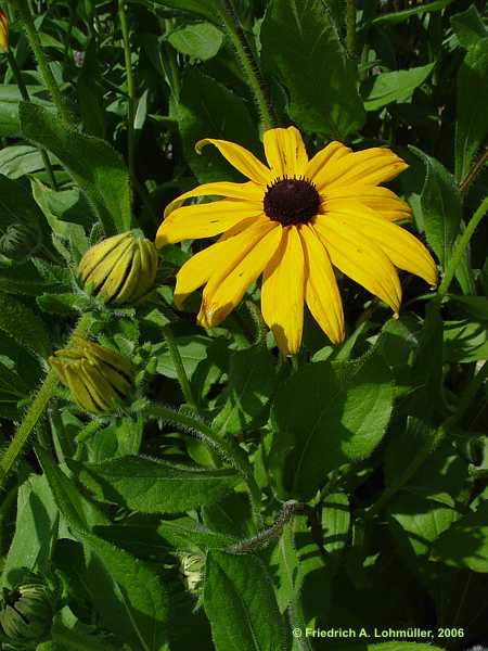 Rudbeckia fulgida