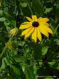 Rudbeckia fulgida