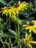 Rudbeckia fulgida 'Goldsturm' - Sonnenhut