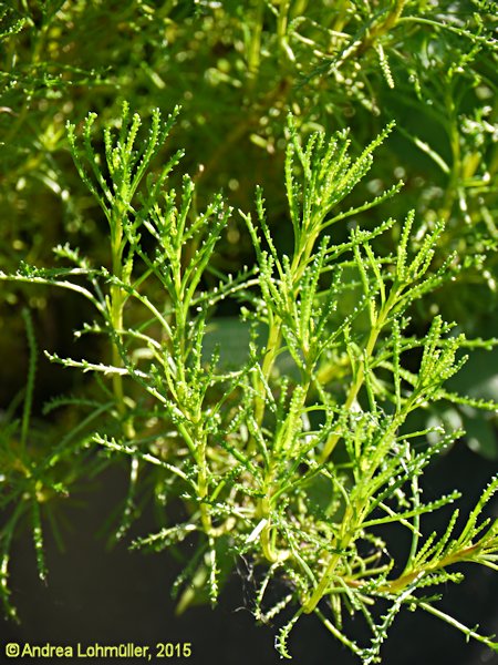 Santolina rosmarinifolia