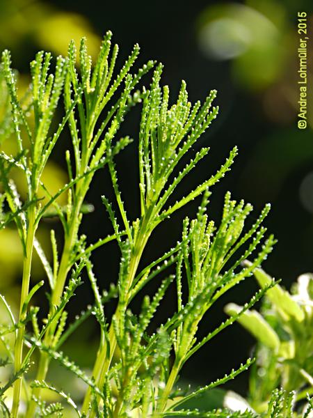 Santolina rosmarinifolia