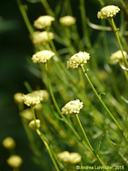 Santolina rosmarinifolia