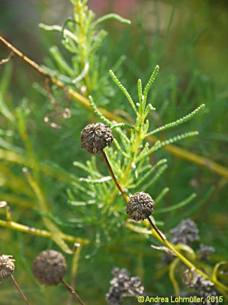 Santolina rosmarinifolia