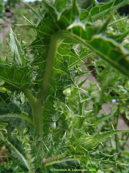 Scolymus hispanicus