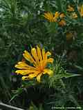 Scolymus hispanicus