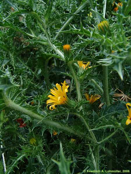 Scolymus hispanicus