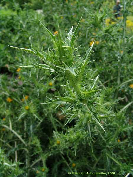 Scolymus hispanicus