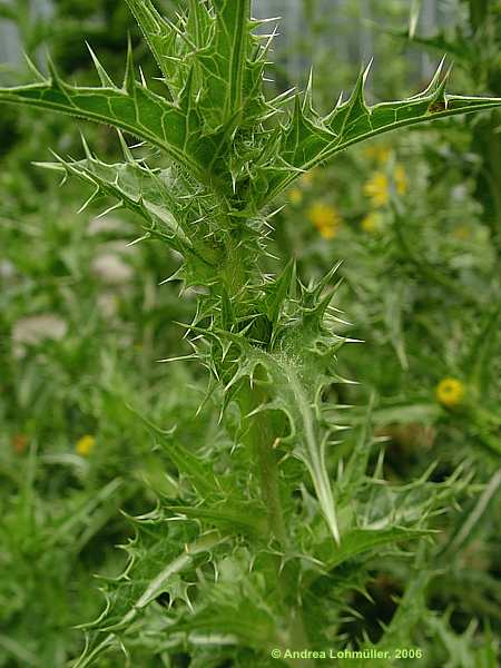 Scolymus hispanicus