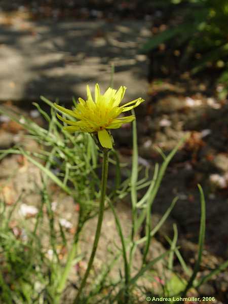 Scorzonera laciniatum